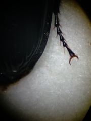 Pterostichus melanarius