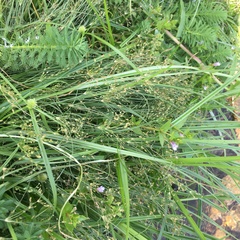 Fimbristylis bisumbellata
