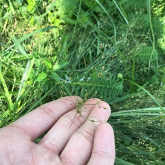 Fimbristylis bisumbellata