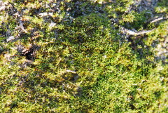 Tortella flavovirens