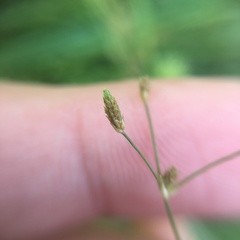 Fimbristylis bisumbellata