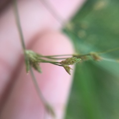 Fimbristylis bisumbellata