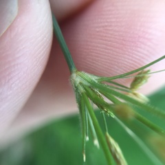 Fimbristylis bisumbellata