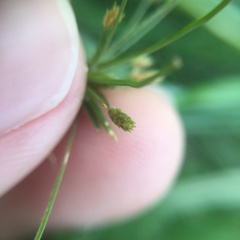 Fimbristylis bisumbellata