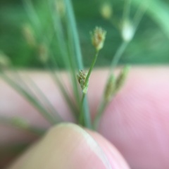 Fimbristylis bisumbellata