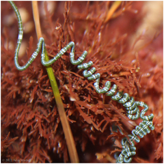 Chaetomorpha spiralis