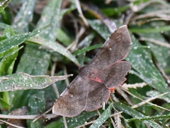 Azeta rhodogaster