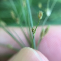 Fimbristylis bisumbellata