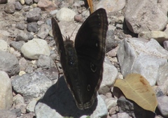 Junonia nigrosuffusa