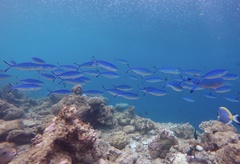 Caesio varilineata