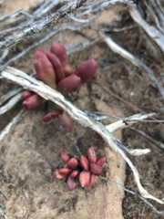Crassula clavata