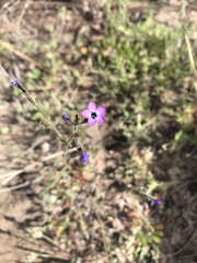 Gilia tenuiflora arenaria