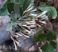 Eremosis foliosa