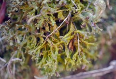 Xanthoparmelia pokornyi
