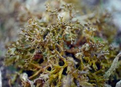 Xanthoparmelia pokornyi