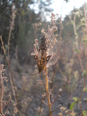 Chamaesphecia bibioniformis