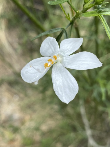 Hibiscus dinteri image