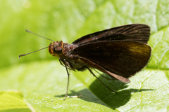 Miltomiges cinnamomea