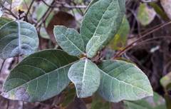 Eremosis foliosa