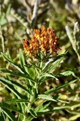 Asclepias tuberosa interior
