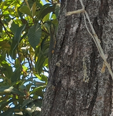Liolaemus tenuis