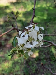 Pyrus bourgaeana