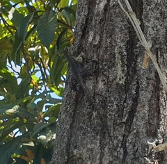 Liolaemus tenuis