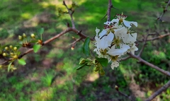 Pyrus bourgaeana