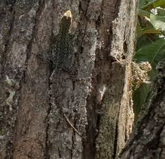Liolaemus tenuis
