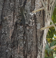 Liolaemus tenuis