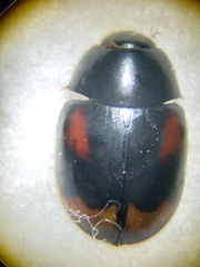 Sphaeridium scarabaeoides