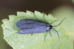 Urodidae