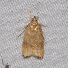 Psilocorsis cryptolechiella
