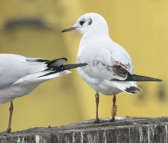 Chroicocephalus ridibundus