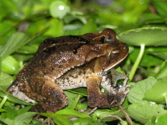 Incilius melanochlorus