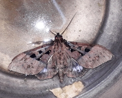 Ischyja manlia