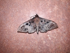 Ischyja manlia