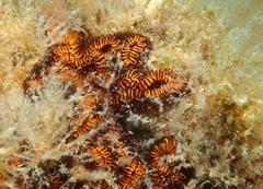 Botrylloides niger