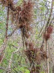 Tillandsia bartramii