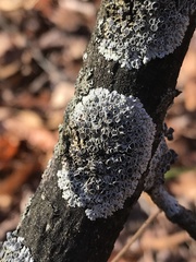 Physcia alnophila
