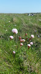 Armeria maritima maritima