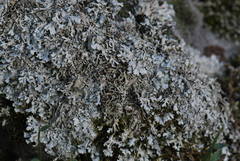 Xanthoparmelia stenophylla