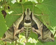 Eumorpha pandorus