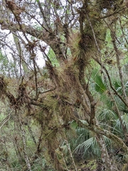Tillandsia setacea