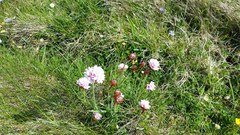 Armeria maritima maritima