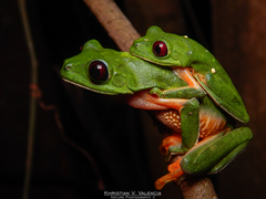 Agalychnis terranova