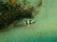 Parapercis tetracantha