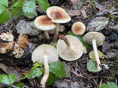 Pholiota humii