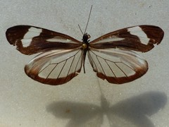 Dismorphia theucharila fortunata
