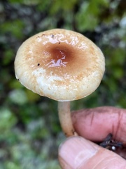 Pholiota humii